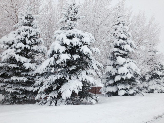 Spruce Covered with Snow