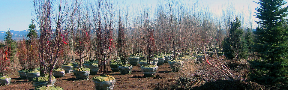 Trees Inc tree farm